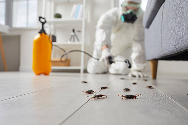 Post-Treatment Bed Bug Interceptor Monitoring in Fennville